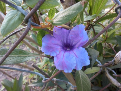 [One fully-opened bloom has darker purple petals than the wild petunias and rests against a chain-link fence with green leaves around it.]
